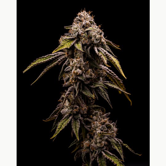 Heartland Farms - Purple Sunset - 1