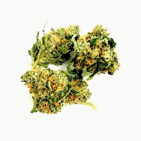Gorilla Gardens - Chem Jong Un - 1