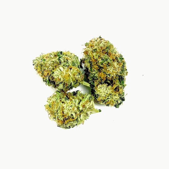Gorilla Gardens - Plum Delight - 1