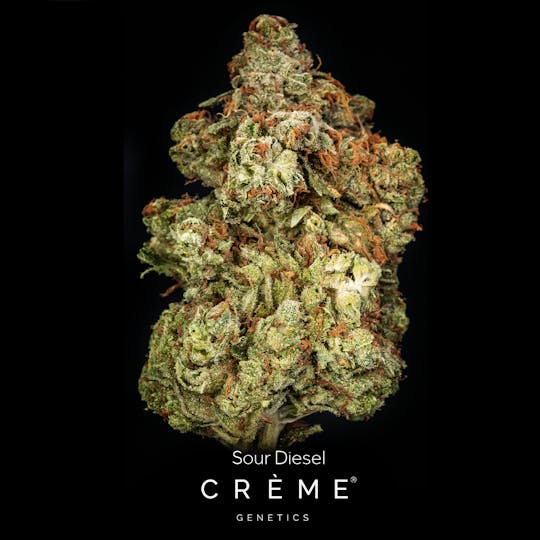 Crème Genetics - Sour Diesel (3.5g) - 1