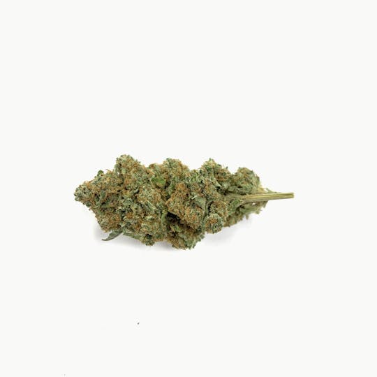 Gorilla Gardens - Flo - 1