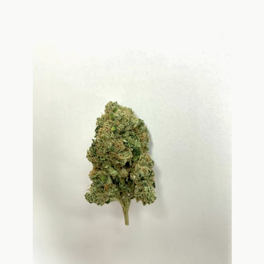 Gorilla Gardens - Sour Diesel - 1