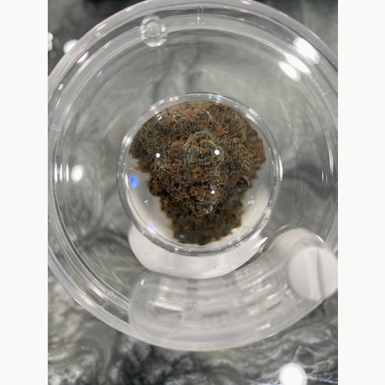 Delightful Hights - Peach Panther - 1