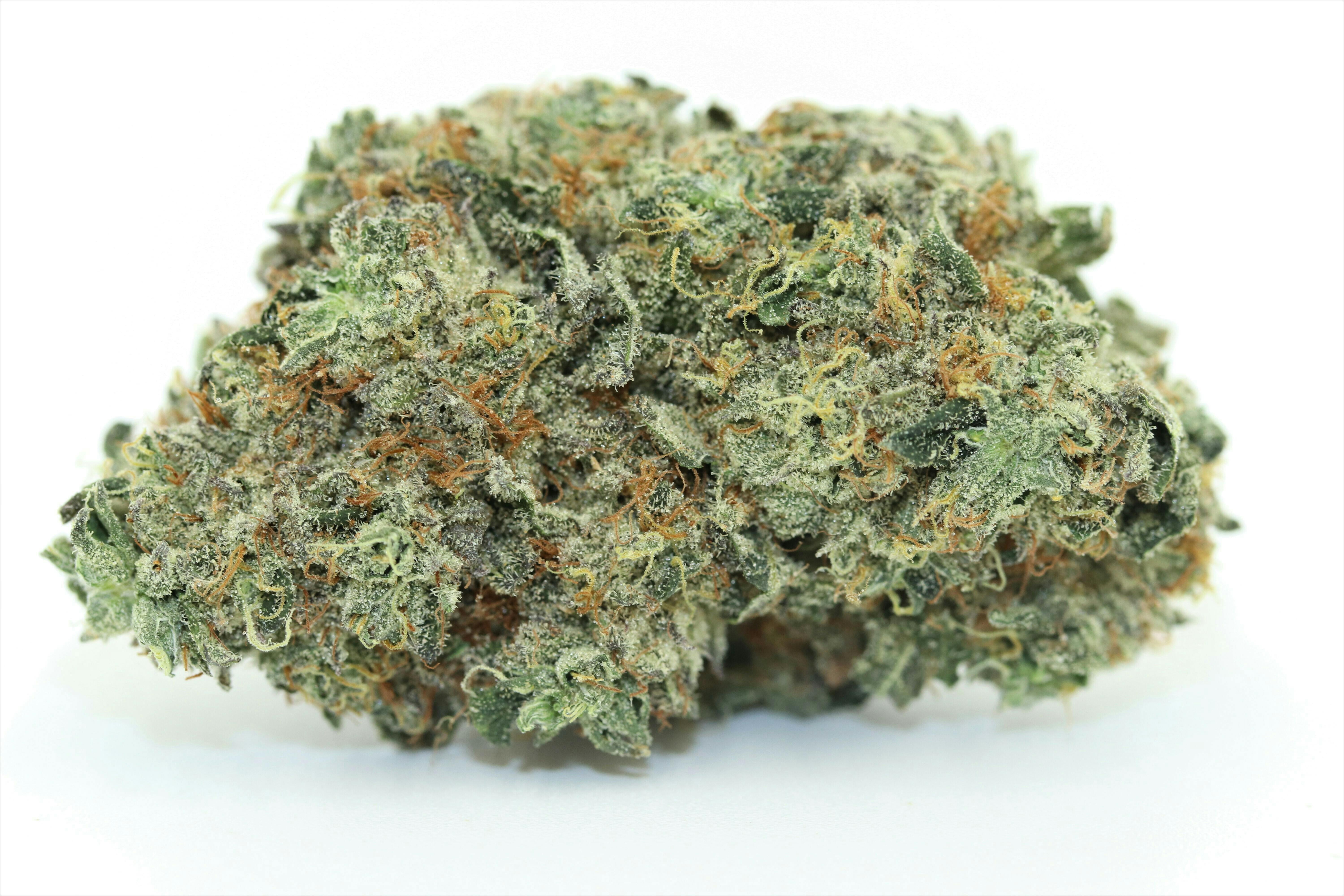 Elevation 207 - Gelato X - 1