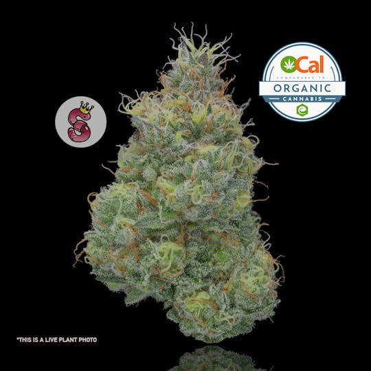 No Till Kings - Cookies & Cream #2 - 1