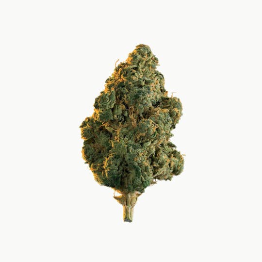 Edison Cannabis Co - Lola Montes - 1