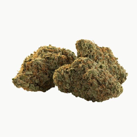 TRAIL BLAZER - Flicker Buds - 1