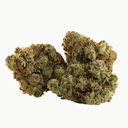 TRAIL BLAZER - Spark Buds - 1