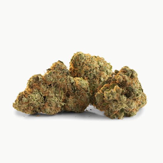 TRAIL BLAZER - Glow Hybrid Bud - 1