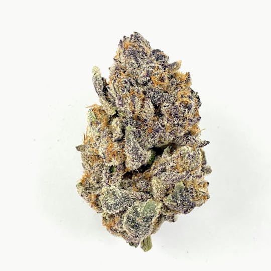 Indico - TropSanto - 1