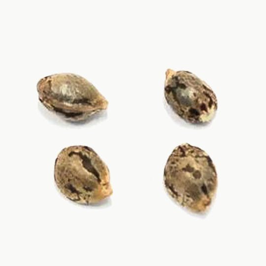 Pristine - Lillooet Landrace Seeds - 1
