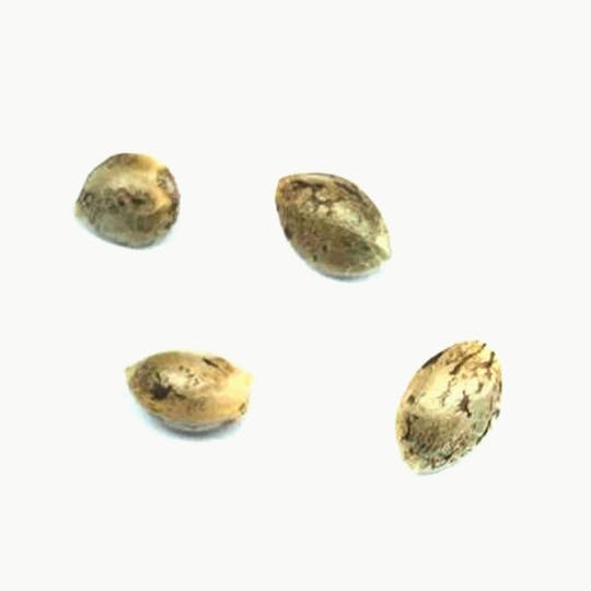 Pristine - Headband Seeds - 1