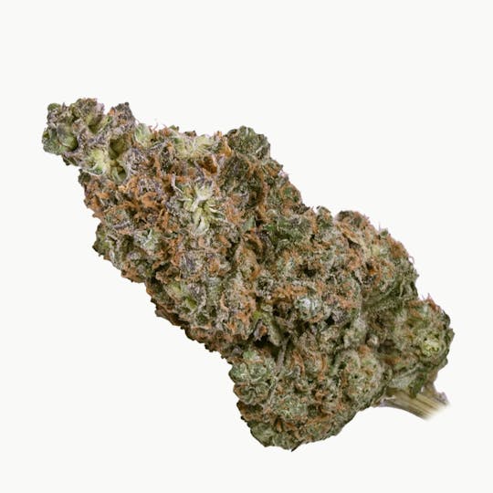 Northern Green Canada - Polar Kish - 1