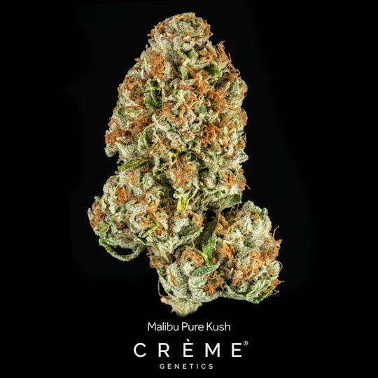 Crème Genetics - Malibu Pure Kush (31% THC Indica) - 1