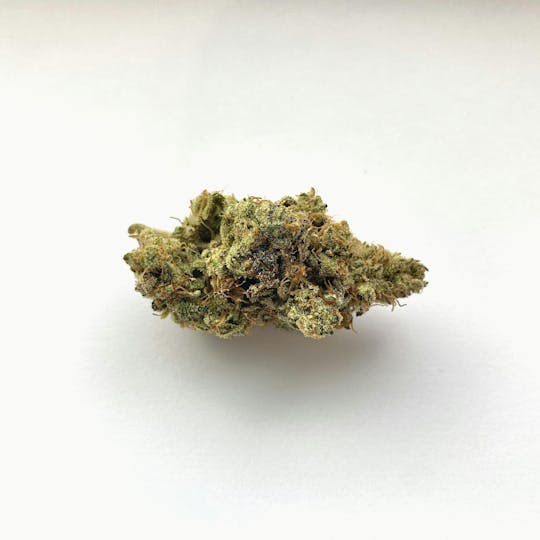 Indico - GG4 - 1