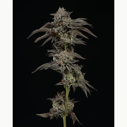 Heartland Farms - Gelato 2 - 1