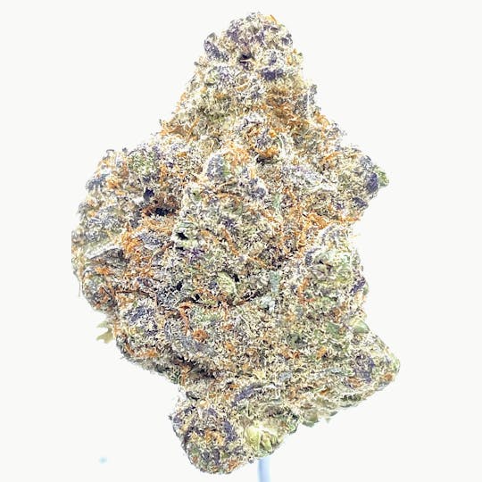 Wicked Gardens - Zookies - 1