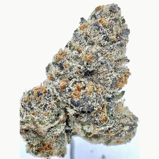 Wicked Gardens - Melonade - 1