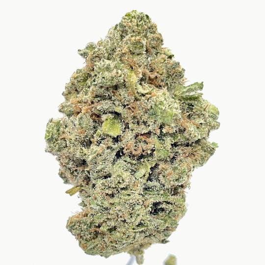 Wicked Gardens - Super Jack - 1