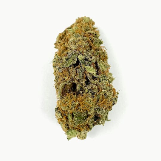 Indico - Harlequin X Blue Heron - 1