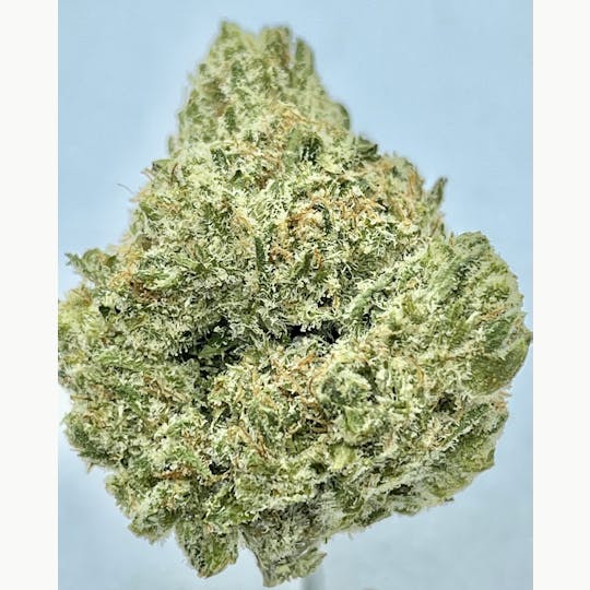 Wicked Gardens - Biscotti - 1