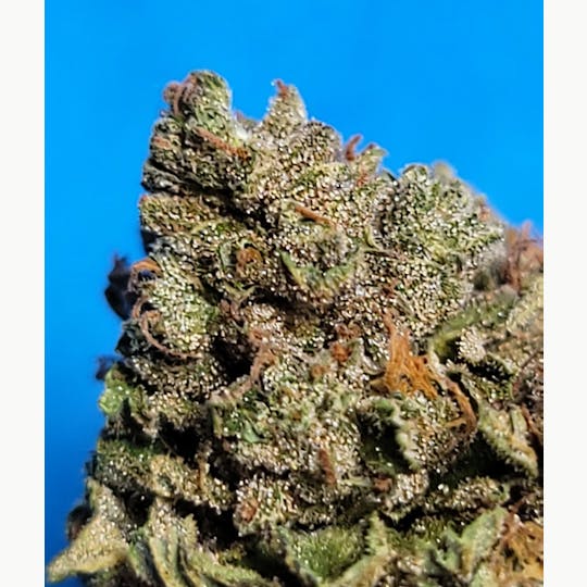 Daedalus Craft Cannabis - Bluefouria - 1