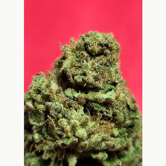 Daedalus Craft Cannabis - Helena - 1