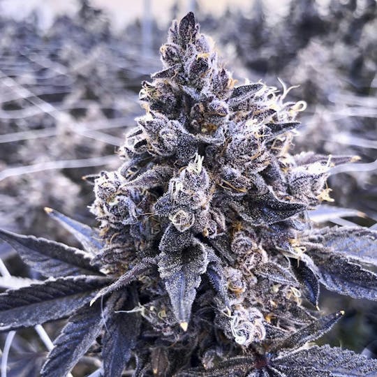 Grow Sciences - Hidden Pastry - 1