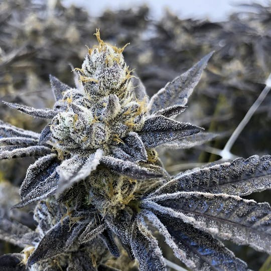 Grow Sciences - Orange Daiquiri - 1