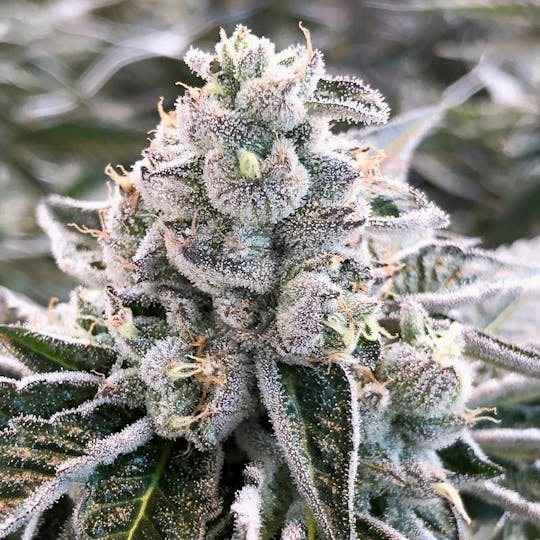 Grow Sciences - Dolato - 1