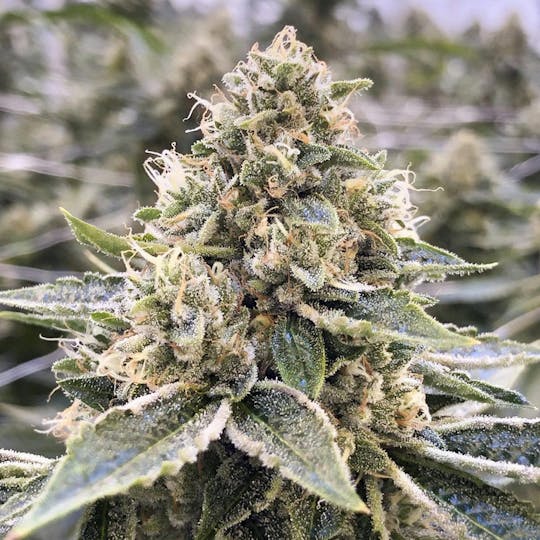 Grow Sciences - Tru Triangle - 1