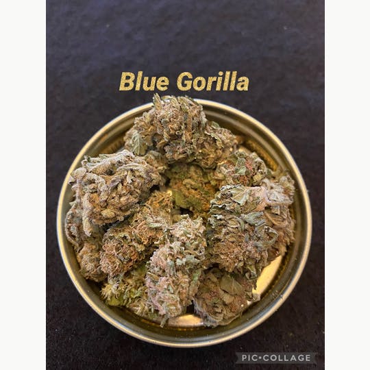 FOG Products - Blue Gorilla (Outdoor) - 1