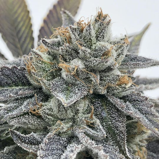 Grow Sciences - ZTK - 1