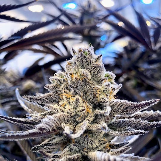 Grow Sciences - Platinum Candy - 1