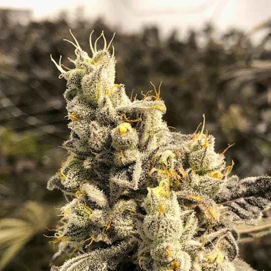 Grow Sciences - Strawberries and Cream - 1
