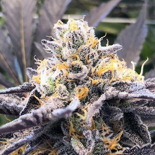 Grow Sciences - Runtz Breath - 1