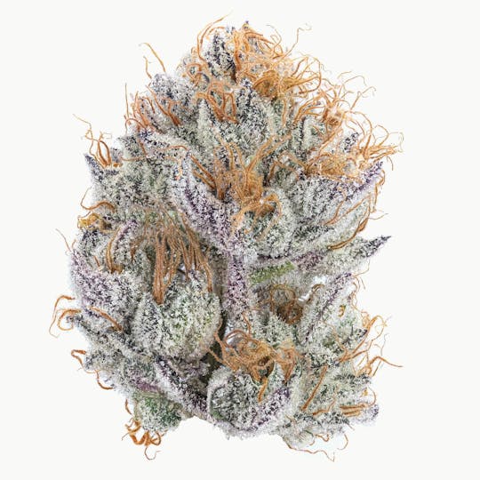 East Coast Cannabis - GMO - 1