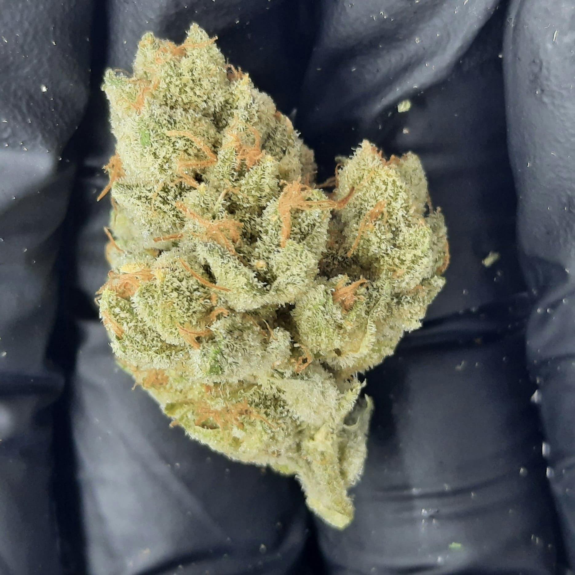 Kismet Wellness Girl Scout Glue Weedmaps