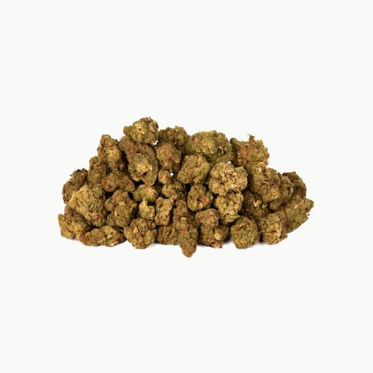 Twd.28 - Twd.28 Indica - 1