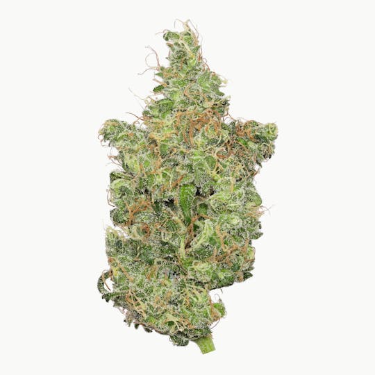 Enlighten - Hawaiian Dutch Deli Flower - 1