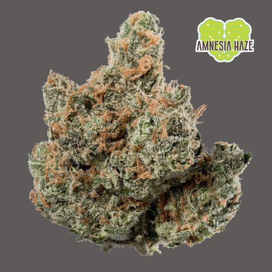 Hazy Hill Farm - Amnesia Haze - 1