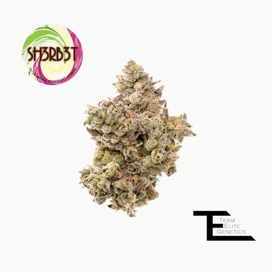 Team Elite Genetics - Sh3rb3t - 1