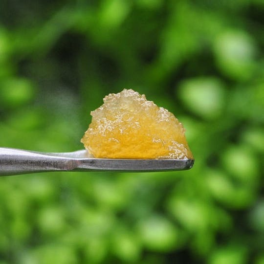 Envy - Tropicana Cookies - Sugar Wax - 1g - 1