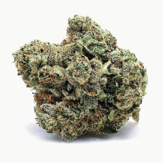 High Tide Organics - Chocolatina | Indoor - 1