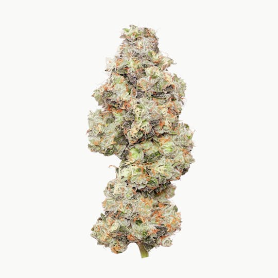 Enlighten - Fatso Deli Flower - 1