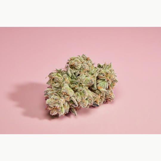 Houseplant Canada - HP Indica - 91 Krypt - 1