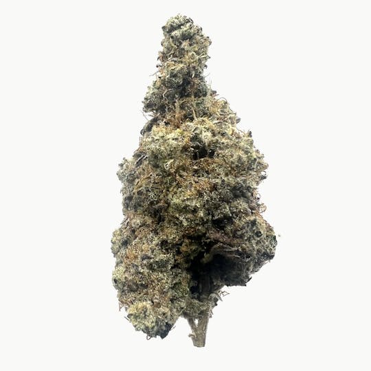 Northeast Alliance - GMO - 1