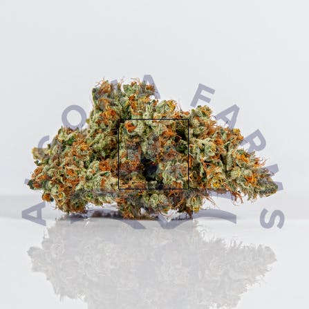 Algoma Farms - Strawberry Surprise - 1