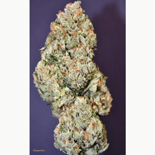 ITF - Chupacabra - 1