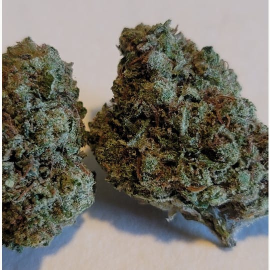 Daedalus Craft Cannabis - Blanco - DCC Greenhouse Grown - 1